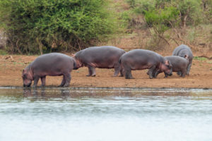 Hippopotamus (Hippopotamus amphibius), a herd grazing at the edge of a pool, Mpumalanga, South Africa Hippopotamus (Hippopotamus amphibius), a herd grazing at the edge of a pool, Mpumalanga, South Africa